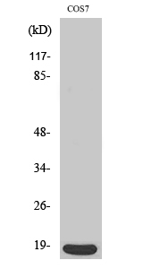 Fig. Western Blot analysis of various cells using p18 Polyclonal Antibody.