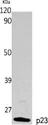 Fig.1. Western Blot analysis of various cells using p23 Polyclonal Antibody diluted at 1:2000.