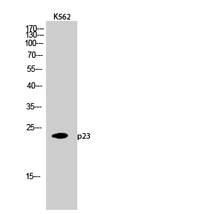 Fig.2. Western Blot analysis of K562 cells using p23 Polyclonal Antibody diluted at 1:2000.