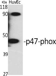 Fig.1. Western Blot analysis of various cells using p47-phox Polyclonal Antibody.