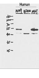 Fig.1. Western Blot analysis of various cells using p53 Polyclonal Antibody diluted at 1:1000.