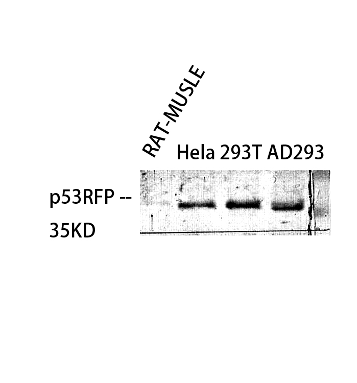 Fig.1. Western Blot analysis of various cells using p53RFP Polyclonal Antibody.