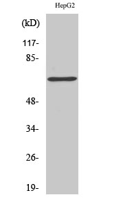 Fig. Western Blot analysis of various cells using p68 RNA Helicase Polyclonal Antibody.