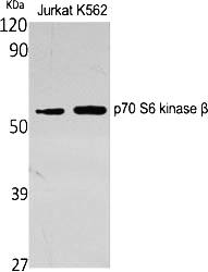 Fig.1. Western Blot analysis of various cells using p70 S6 kinase β Polyclonal Antibody.