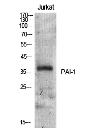 Fig.1. Western Blot analysis of various cells using PAI-1 Polyclonal Antibody.