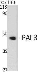 Fig.1. Western Blot analysis of various cells using PAI-3 Polyclonal Antibody.