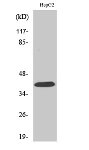 Fig. Western Blot analysis of various cells using PAR-4 Polyclonal Antibody.