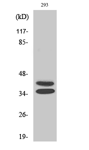 Fig. Western Blot analysis of various cells using Pax-2 Polyclonal Antibody.