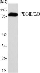 Fig.1. Western Blot analysis of various cells using PDE4B/C/D Polyclonal Antibody.