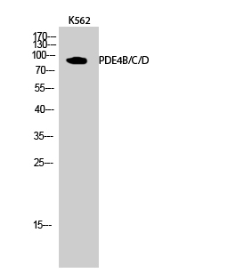 Fig.2. Western Blot analysis of K562 cells using PDE4B/C/D Polyclonal Antibody.