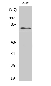 Fig. Western Blot analysis of various cells using PDE4C Polyclonal Antibody.
