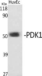 Fig.1. Western Blot analysis of various cells using PDK1 Polyclonal Antibody.
