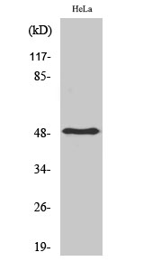 Fig.2. Western Blot analysis of hela cells using PDK1 Polyclonal Antibody.