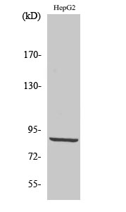 Fig. Western Blot analysis of various cells using PDXDC1 Polyclonal Antibody.