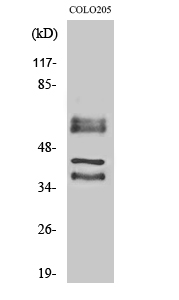 Fig. Western Blot analysis of various cells using Periphilin 1 Polyclonal Antibody.