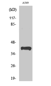 Fig. Western Blot analysis of various cells using Peroxin 14 Polyclonal Antibody.