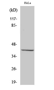 Fig. Western Blot analysis of various cells using Peroxin 3 Polyclonal Antibody.