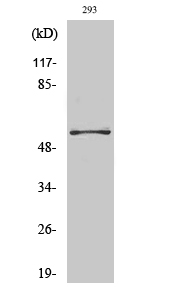 Fig. Western Blot analysis of various cells using PFK-2 car Polyclonal Antibody.