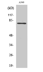 Fig.2. Western Blot analysis of NIH-3T3 cells using PFK-B Polyclonal Antibody diluted at 1:1000.