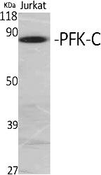 Fig.1. Western Blot analysis of various cells using PFK-C Polyclonal Antibody.