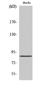 Fig.2. Western Blot analysis of HUVEC cells using PFK-C Polyclonal Antibody.