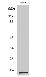 Fig. Western Blot analysis of various cells using PGE synthase Polyclonal Antibody diluted at 1:500.