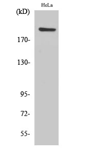 Fig. Western Blot analysis of various cells using PHF3 Polyclonal Antibody.