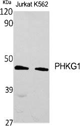 Fig.1. Western Blot analysis of various cells using PHKG1 Polyclonal Antibody.