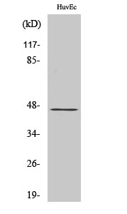 Fig.2. Western Blot analysis of HepG2 cells using PHKG1 Polyclonal Antibody.