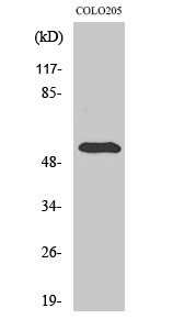 Fig. Western Blot analysis of various cells using pHyde Polyclonal Antibody.