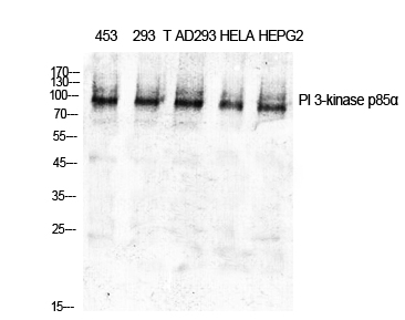 Fig. Western Blot analysis of various cells using PI 3-kinase p85α Polyclonal Antibody diluted at 1:1000.