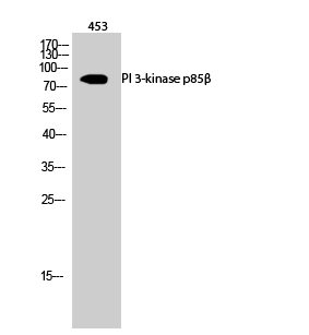 Fig.2. Western Blot analysis of 453 cells using PI 3-kinase p85β Polyclonal Antibody diluted at 1:500.