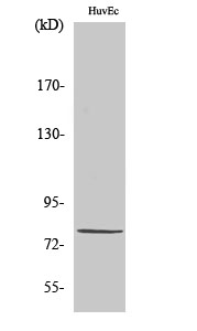 Fig. Western Blot analysis of various cells using PIAS 1 Polyclonal Antibody.