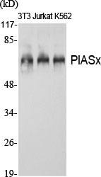 Fig.1. Western Blot analysis of various cells using PIASx Polyclonal Antibody diluted at 1:1000.