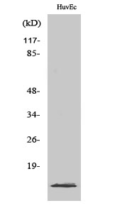 Fig. Western Blot analysis of various cells using PIG11 Polyclonal Antibody.