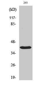 Fig. Western Blot analysis of various cells using PIG3 Polyclonal Antibody.
