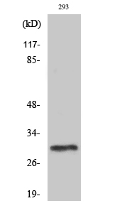 Fig. Western Blot analysis of various cells using PIG-X Polyclonal Antibody diluted at 1:1000.