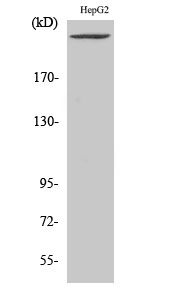Fig. Western Blot analysis of various cells using PIP5KIII Polyclonal Antibody.