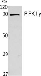 Fig.1. Western Blot analysis of various cells using PIPK I γ Polyclonal Antibody.