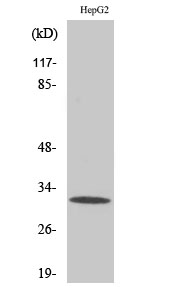 Fig.2. Western Blot analysis of HepG2 cells using PITPβ Polyclonal Antibody diluted at 1:2000.