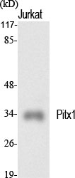 Fig.1. Western Blot analysis of various cells using Pitx1 Polyclonal Antibody.