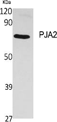 Fig.1. Western Blot analysis of various cells using PJA2 Polyclonal Antibody.