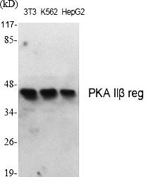 Fig.1. Western Blot analysis of various cells using PKA IIβ reg Polyclonal Antibody.