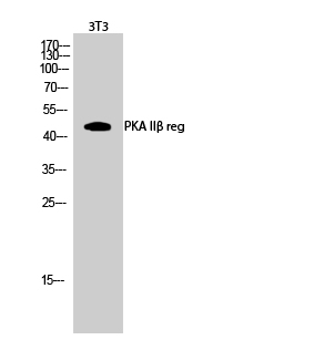 Fig.2. Western Blot analysis of 3T3 cells using PKA IIβ reg Polyclonal Antibody.