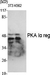 Fig.1. Western Blot analysis of various cells using PKA Iα reg Polyclonal Antibody.