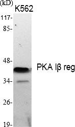 Fig.1. Western Blot analysis of various cells using PKA Iβ reg Polyclonal Antibody.