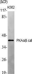 Fig.1. Western Blot analysis of various cells using PKAα/β cat Polyclonal Antibody diluted at 1:1000.
