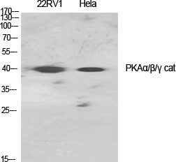 Fig.1. Western Blot analysis of various cells using PKAα/β/γ cat Polyclonal Antibody diluted at 1:1000.