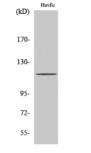 Fig. Western Blot analysis of various cells using PKD1 Polyclonal Antibody.