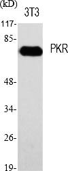 Fig.1. Western Blot analysis of various cells using PKR Polyclonal Antibody diluted at 1:2000.